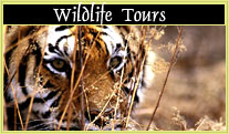 India Wildlife Tours