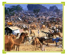 Camel Fair, Pushkar Travel Guide