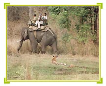 Tiger Safari, Bandhavgarh Vacations