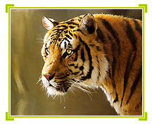 Tiger, Ranthambhore Tourism