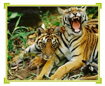Tigers, Ranthambhore Travels