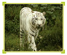White Tiger, Nandankanan Zoo Travel Holidays